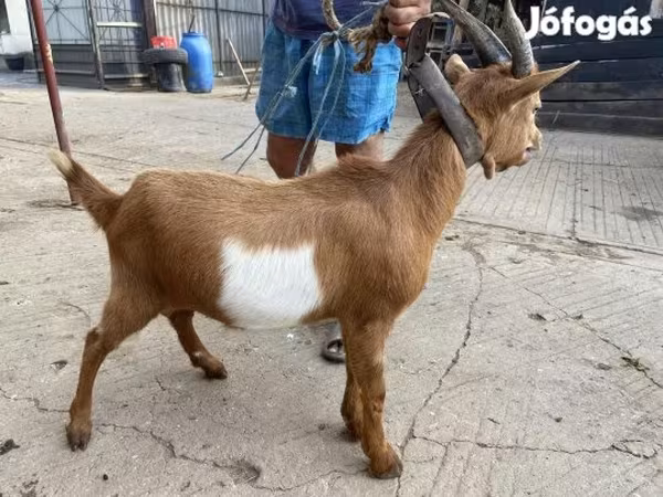 Billy Goat, Goats