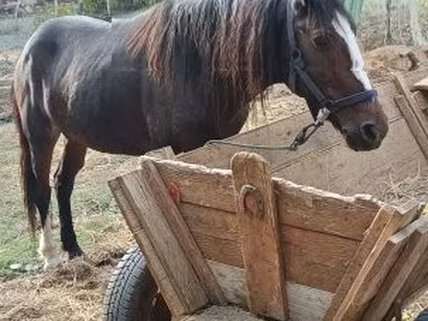 Jument, Chevaux
