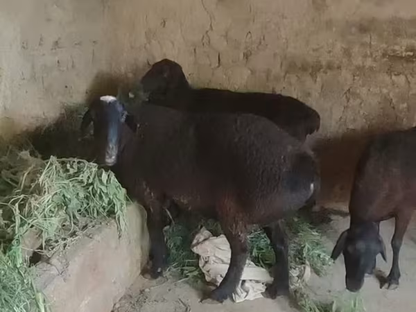 Owca, Owce