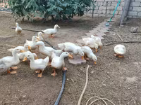American Pekin — photo 1