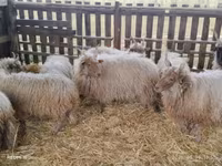 公羊, Racka sheep — 照片 2
