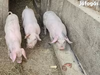 Pigs (batch, sex not specified), Pigs — photo 1