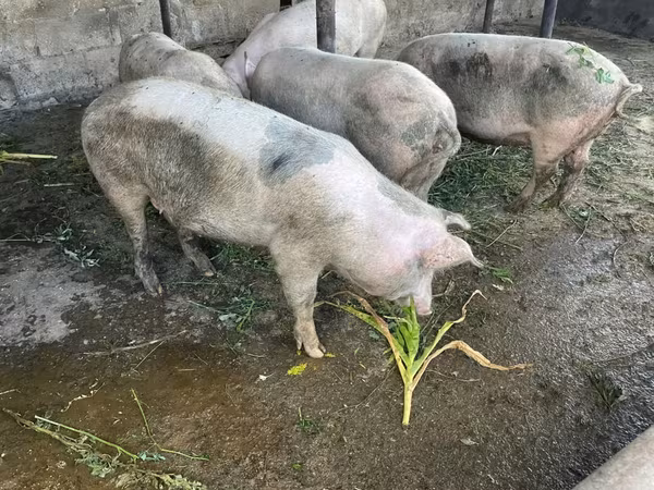 Sow, Pigs