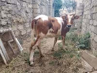 Krava, Simmental cattle — foto 4