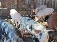 Boar, Pigs — photo 2