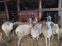 母羊, Ile-de-France sheep — 照片 6