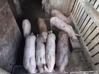 Boar, Pigs — photo 8