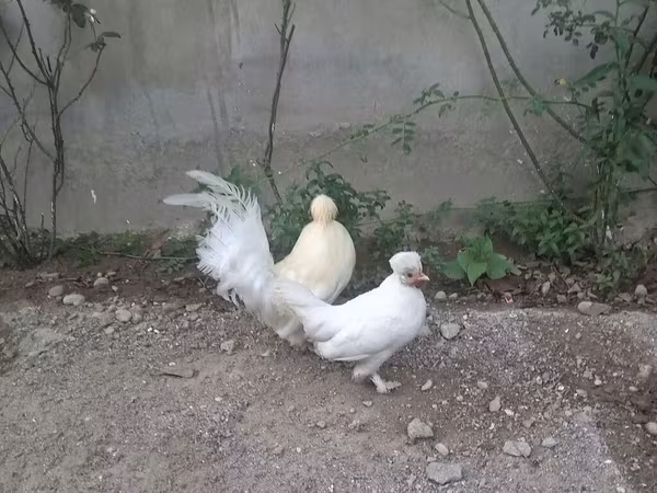 japán bantam