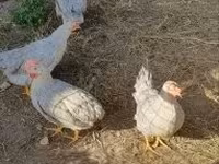 Chickens — फ़ोटो 2