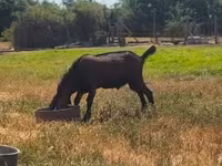 Kozel, Nubian Goat — foto 1