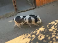 母猪, Pigs — 照片 2