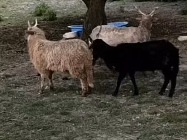 Schaf, Racka sheep — Ungarn