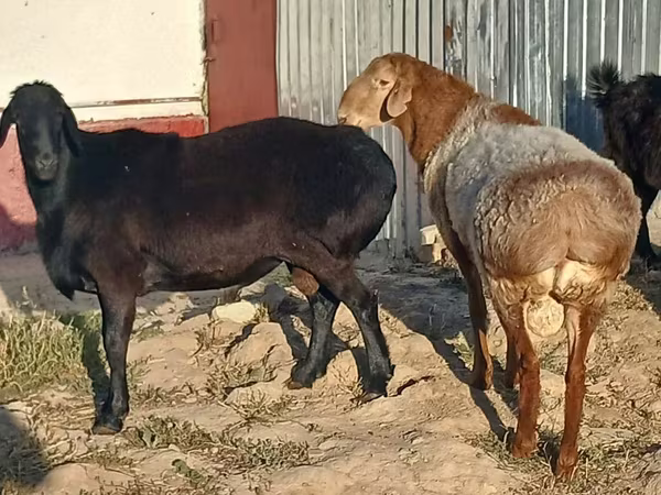 Carnero, Tian-Shan semifinewool sheep