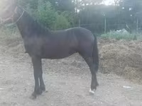 Айғыр, Friesian — 1-сурет
