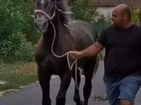 Caballo, Lipizzaner — foto 1