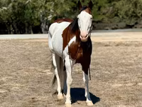 Caballo, American paint horse — foto 4