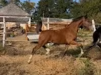 公马, Dutch warmblood horse — 照片 4