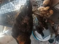 Chickens — 照片 5