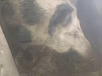 公猪, Pigs — 照片 3