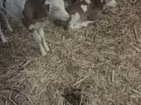 Bika, Magyar szürke fajta — 2. fotó