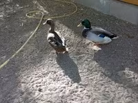 Ducks — photo 5