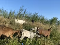 عنزة, Czech Brown Shorthaired goats — الصورة 3