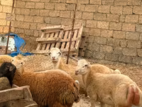 Ovce, Apsheron sheep — foto 6