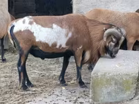 मेढ़ा, Cameroon sheep — फ़ोटो 1