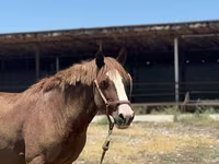 Koń, Kazakh horse — zdjęcie 5