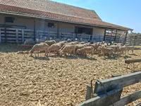 Ovelha, Merino sheep — foto 4