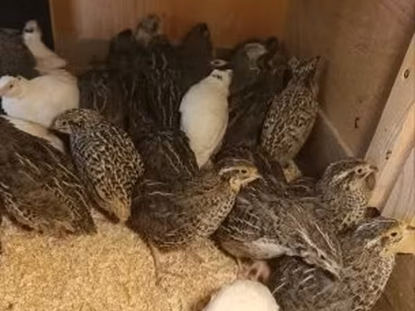 Quails
