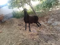 Carnero, Ovejas — foto 4