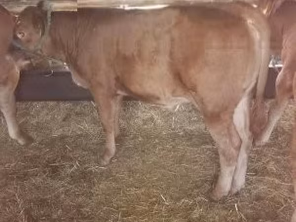 Cow, Cattle — Hungary