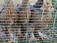 Brahma — foto 2