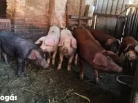 公猪, Pigs — 照片 1