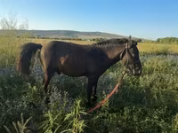 Hing, Lovak — 4. fotó