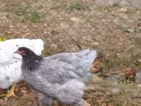 Brahma — foto 8