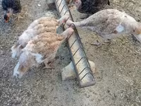 Turkeys — foto 4