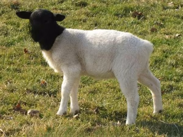 Juh, Dorper sheep