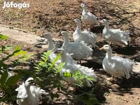 Geese — Foto 4