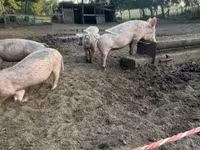 मादा सूअर, सूअर — फ़ोटो 3