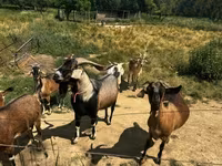 山羊（批次，未指定性别）, Goats — 照片 2