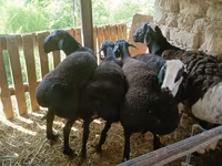 Carnero, Rhon sheep — foto 5