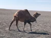 Teve, Kazakh Bactrian camel — 1. fotó