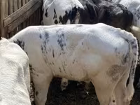 Bull, Belgian Blue — photo 5