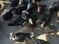 Ducks — photo 1