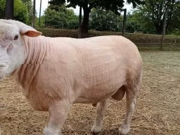Carneiro, Ovelhas — Hungria