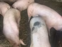 Säue, Schweine — Foto 2