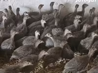 Guinea fowl — Foto 2