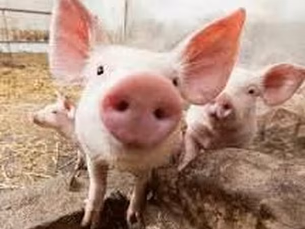 Sow, Pigs